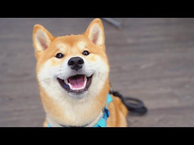 Shiba Inu Puppy First Day At The Doggie Day Care