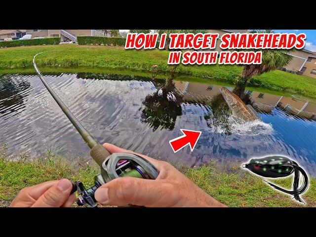 How to Target Snakeheads! Casting Tips for Florida. Urban Fishing for Largemouth & Peacock Bass