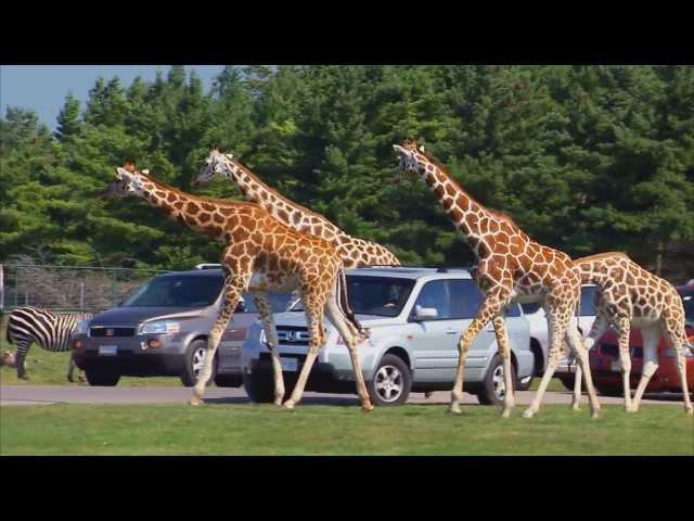 African Lion Safari