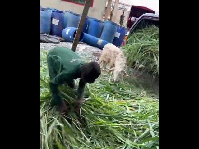 making silage with mulato 2