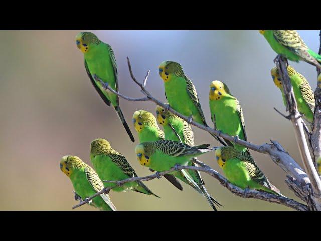 Budgerigar flocks