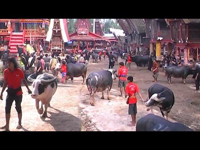 Pemakaman termahal di Sangalla Toraja