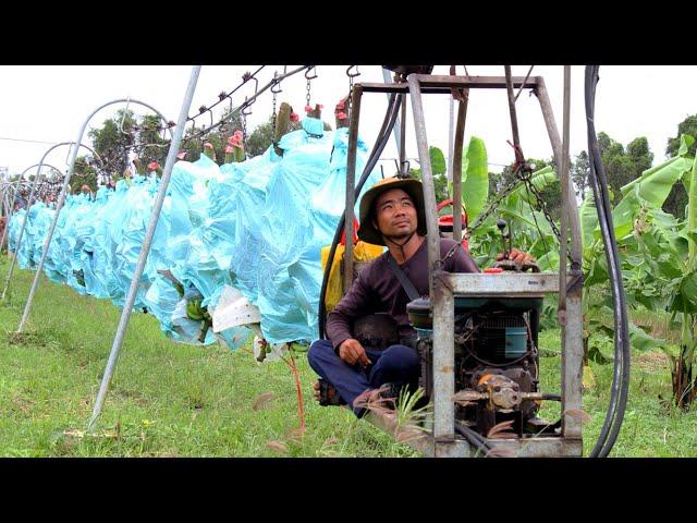 Banana Harvest - How To Banana Harvesting Cableway - Amazing Agriculture Technology