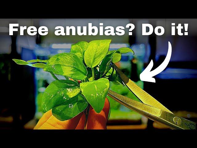 Free anubias? How to propagate your aquarium plants step by step!