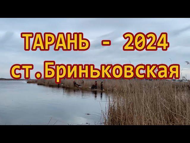 Бриньковская ТАРАНЬ // Тарань 2024  /// Рыбалка на Кубани 2024 /// Выпуск № 38