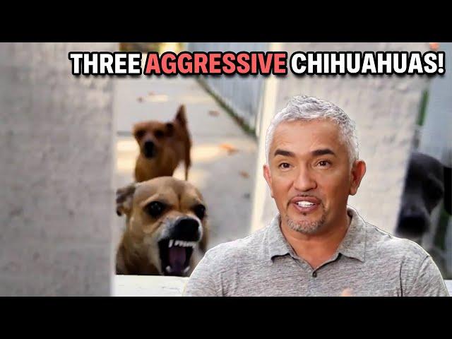 Traumatized Chihuahua Doesn't Trust The Man That Saved Her | Cesar 911 Season 4, Ep. 1 - Part 2