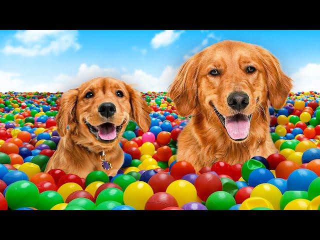 I Surprised My DOGS With 10,000 Balls!