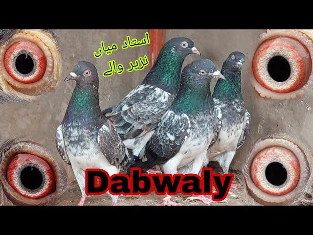 Ustad Mian Nazeer waly Dabwaly Kabootar || 03234639084 || Jani Jutt Pigeons