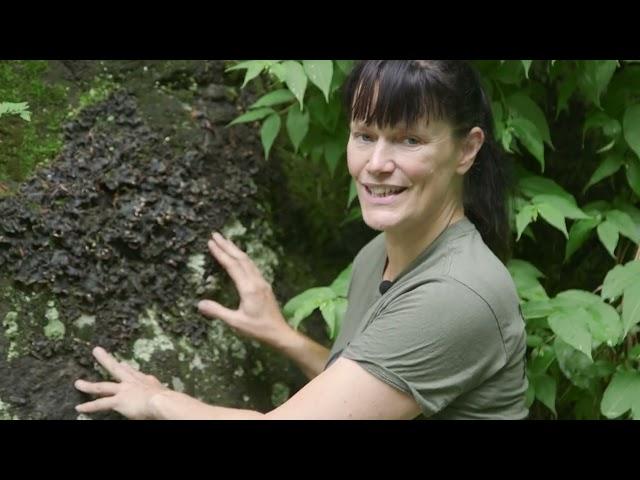 Exploring the wild foods of the Adirondacks with historical forager [Extended Interview]