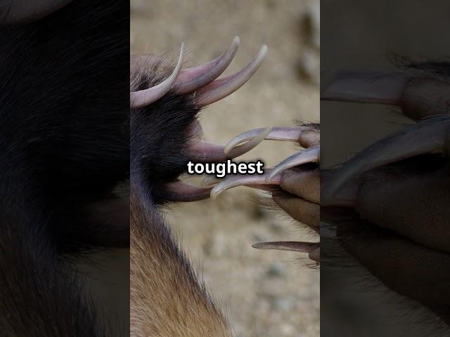 Honey Badger vs King Cobra Claws vs Venom #2amblt #shorts #shortvideo #short #shortsvideo