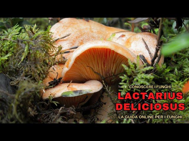 KNOWING MUSHROOMS | EVERYTHING ABOUT LACTARIUS DELICIOSUS, IMPOSSIBLE TO BE WRONG | MUSHROOMS 2021