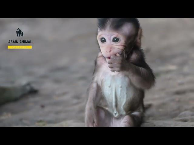 Poor wildlife of  monkey at Angkor Wat temple in Siem Reap, Cambodia