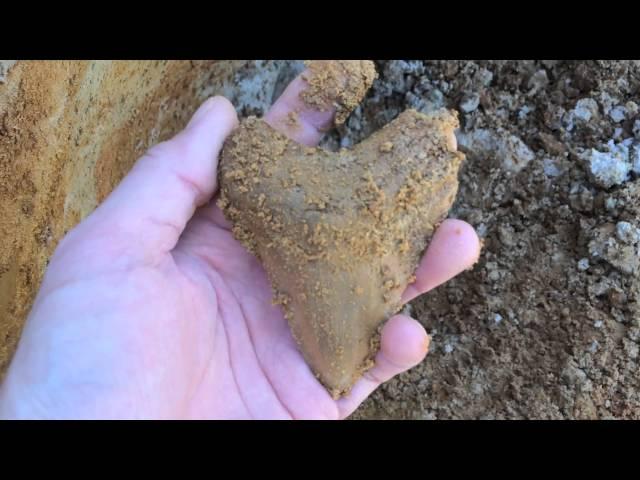 The Best Megalodon Tooth Hunting Site I Ever Found