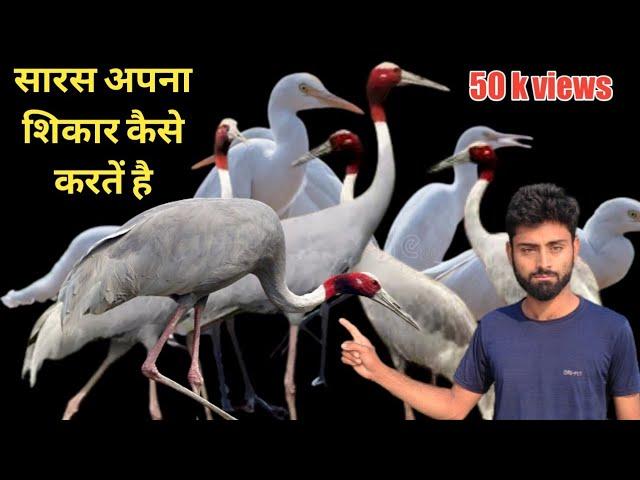 white heron  and eating a insects  in our field||सफेद बगुला और हमारे खेत में कीड़े खा रहे हैं