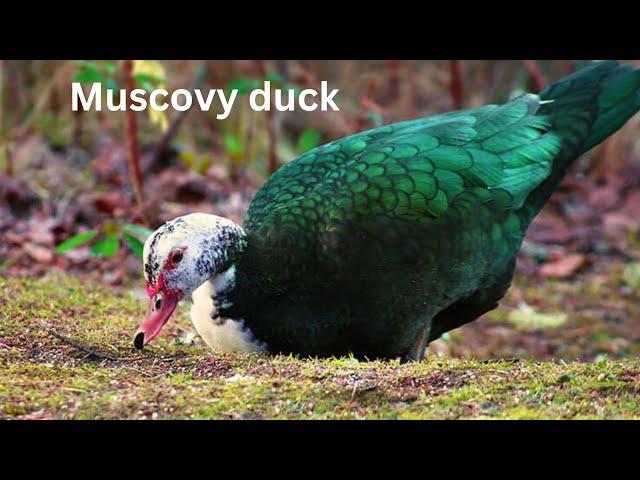 Muscovy Duck | Encyclopedia Channel | Duck Breeds | Backyard Poultry Farm | Poultry Breeds |