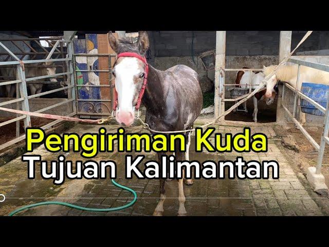 Pengiriman 3 ekor kuda menuju kalimantan selatan