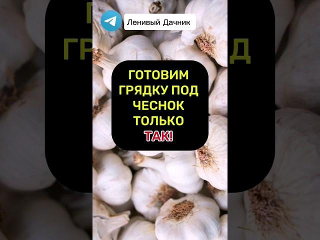 Готовим Грядку Под Озимый Чеснок #дачныесоветы #огород #сад #дача #подкормки #чеснок #урожай