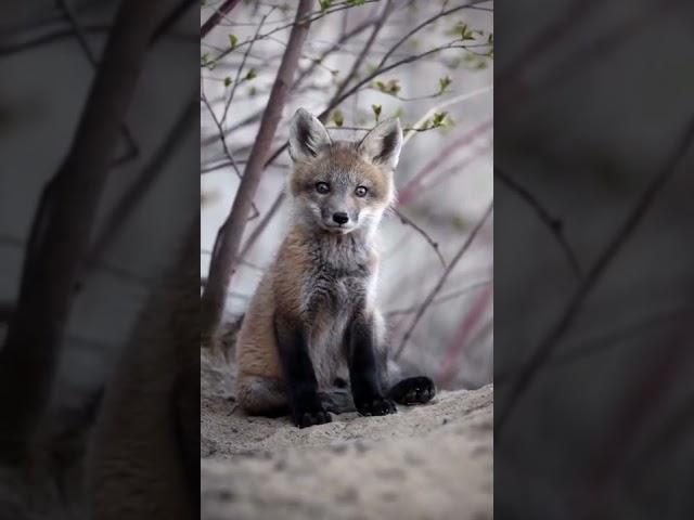  Un bébé renard filmé par un amoureux de la nature et des animaux  #Shorts #Renard #Fox #Canada