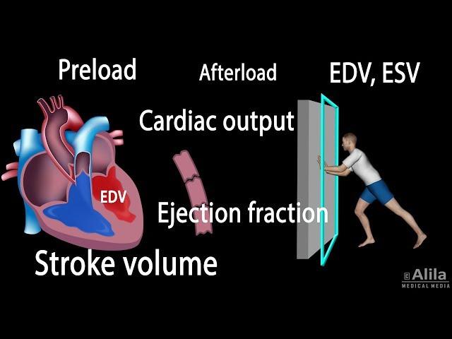 Cardiac Output, Stroke volume, EDV, ESV, Ejection Fraction