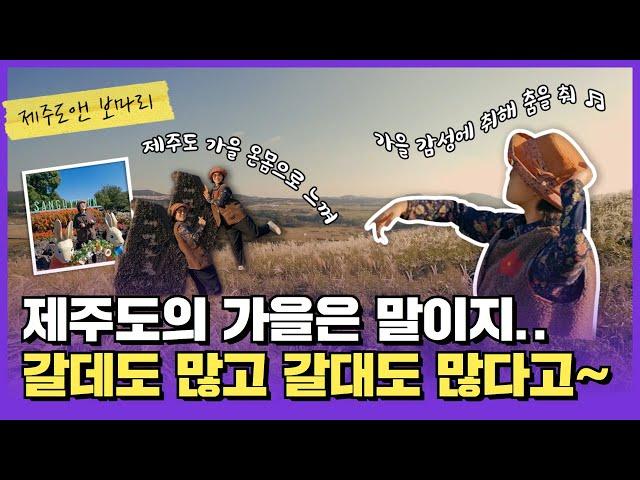 [제주도앤보마리] EP.13 갈 데도 많고, 갈대도  많은 제주의 가을｜상효원 새별오름