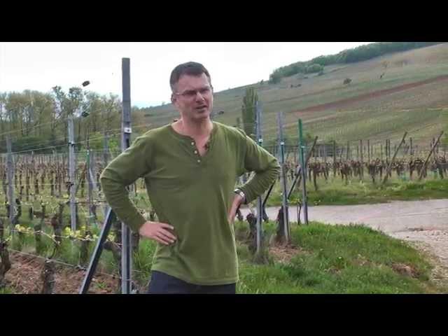 JAMESSUCKLING.COM - Alsace - Famille Hugel - Pinot Noir in Alsace