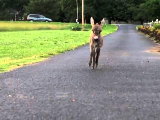 Baby Miniature Donkey - Opie Running up the Drive