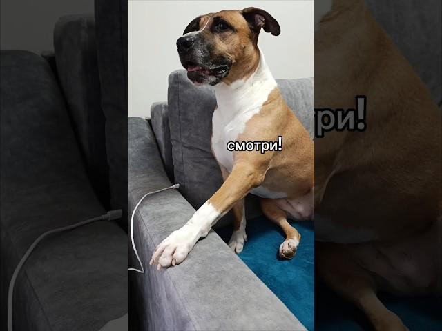 Девочка хвастается) #ханна #говорящаясобака #маникюр #забавныеживотные #собачки