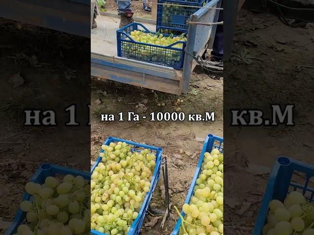 1 МИЛЛИОН С 1 ГА РЕАЛЬНО ЛИ ЭТО #Short#Tiktok #виноград#tiktok #сад#виноградарство#новости#виноград