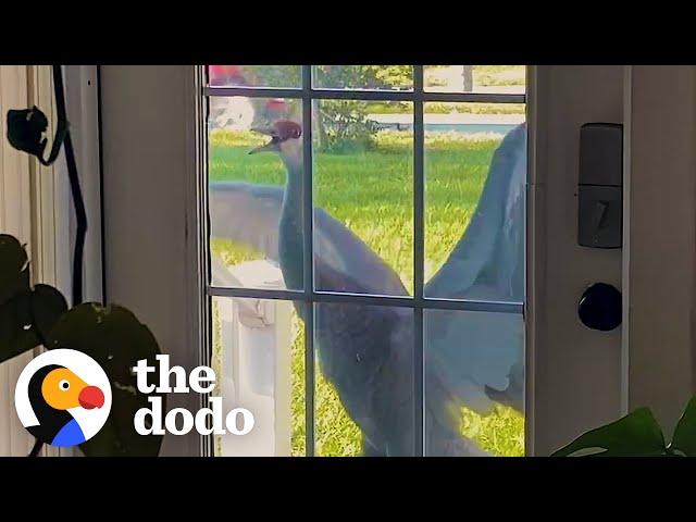 Crane Introduces His Babies To His Human Best Friend Every Year | The Dodo