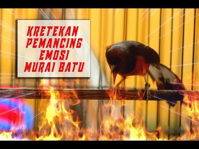 Kretekan dan Suara Awalan MURAI BATU F3 untuk memancing emosi