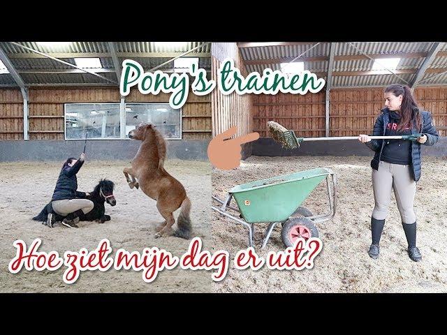 MIJN PAARDEN ROUTINE OP STAL! || Lavitana