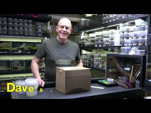 Sicarius Thomisoides , Sand Spider unboxing