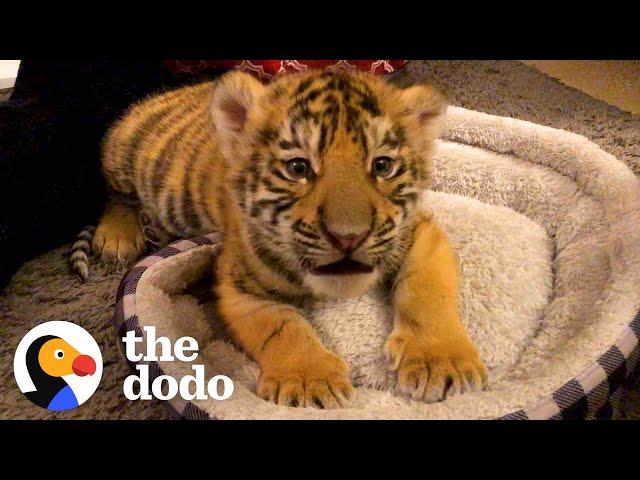 A Year In The Life Of A Baby Tiger  | The Dodo Little But Fierce