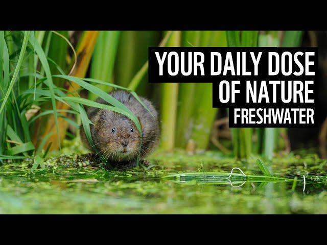 A daily dose of nature | UK freshwater | WWF