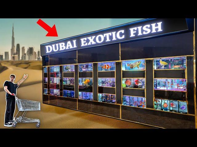 DUBAI EXOTIC FISH STORE TOUR!