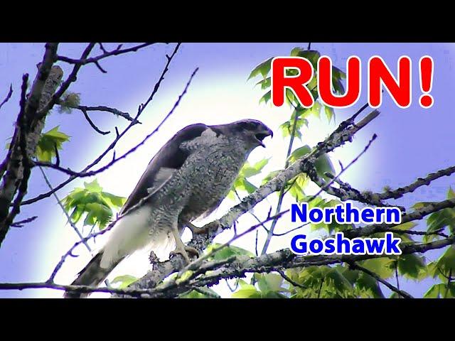 Northern Goshawk - America's most fiercesome hawk