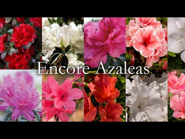 All about Encore Azaleas