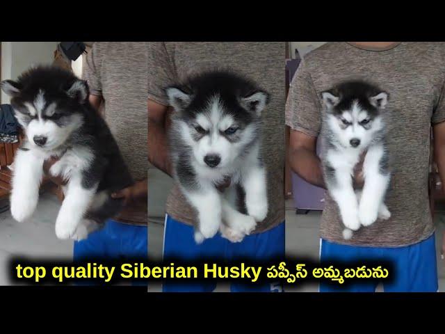top quality Siberian Husky puppies for sale in telugu/8555053915 /aj pets