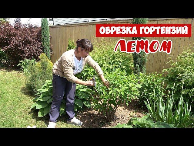 ОБРЕЗКА ГОРТЕНЗИЙ ЛЕТОМ. Для чего обрезать? Что срезать? И как черенковать с обрезков?