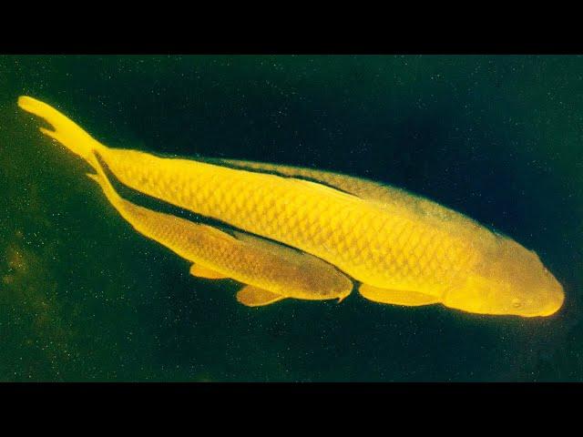 Unknown Monster Carp - Full Fishing Movie