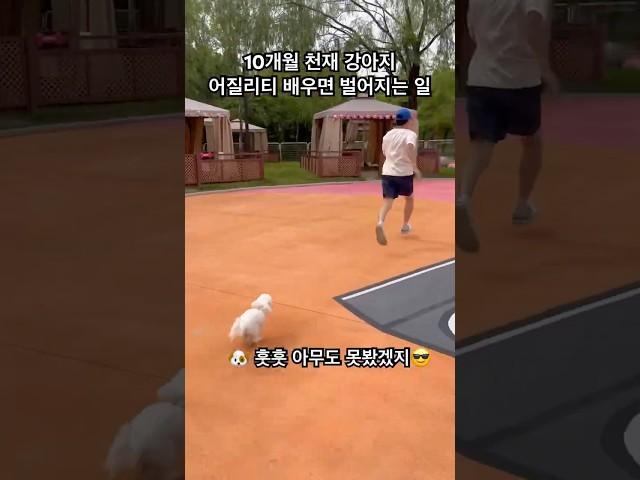 10개월 천재 강아지 어질리티 배우면 벌어지는 일 #강아지 #훈련 #어질리티 #천재견 #캠핑 #강아지캠핑 #멍미르 #말티푸 #shorts #shortvideo #short