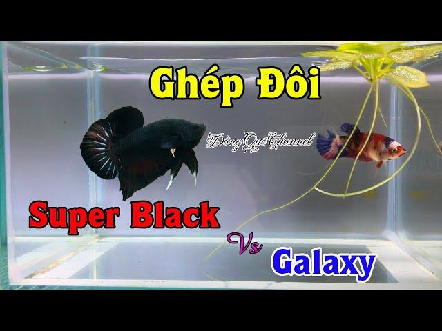 Breeding Betta SUPER BLACK with Betta GALAXY