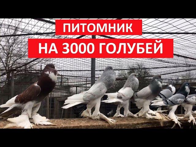 Питомник на 3000 голубей  (1 часть). Живой дом. Nursery for 3000 pigeons (1 part). living house