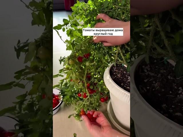 Выращивайте Вкусные Томаты Прямо У Себя Дома Круглый Год