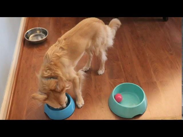 Easter eggs...does dog choose hard boiled egg or easter egg filled with treats ?