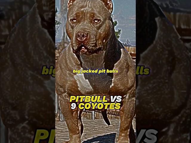 Joe Rogan: Pitbull vs 9 Coyotes #joerogan #pitbull