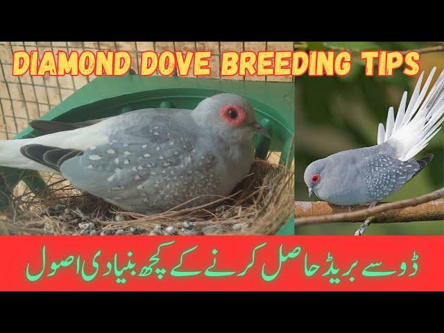 Diamond Dove Breeding Tips | Khubaib Pets