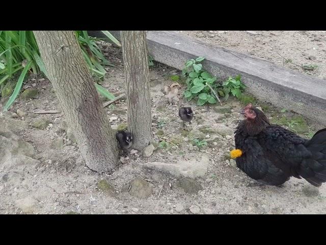 AYAM KAMPUNG umbaran sisa dikit , tiap malam di grogoti kucing liar