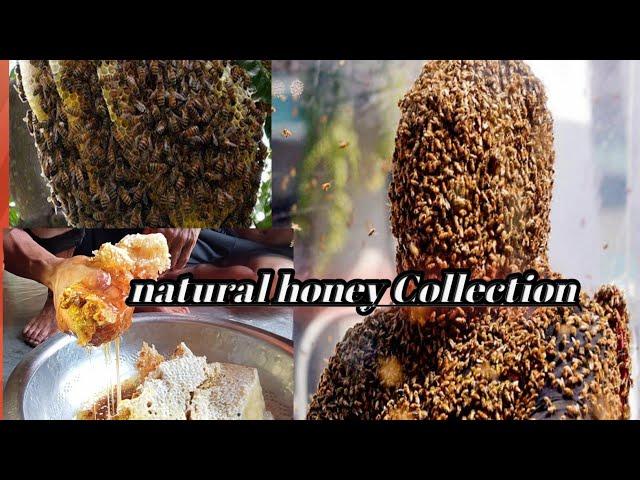 #Jusen Pent Dilkhor/ Piya Choklaimani Vlog Natural honey Collection#Jusen183