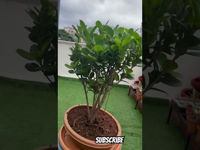 How to Grow and Shape a Stunning Ficus Bonsa